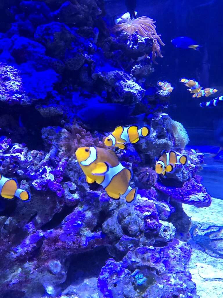 Walencja oceanarium